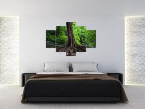 Tablou - Copac bătrîn cu rădăcini (150x105 cm)