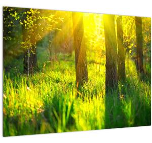 Tablou pe sticlă - Trezirea de primăvară a pădurii (70x50 cm)