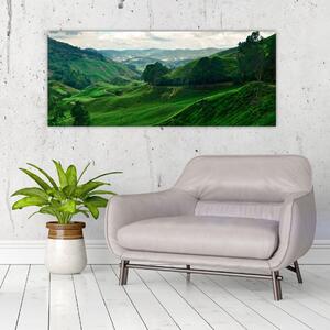 Tablou Plantații de ceai - Malaezia (120x50 cm)