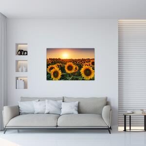 Tablou - Floarea soarelui (90x60 cm)