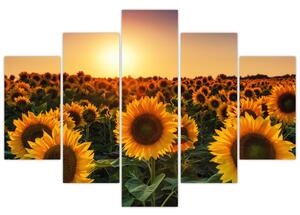 Tablou - Floarea soarelui (150x105 cm)