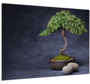 Tablou - Bonsai (70x50 cm)