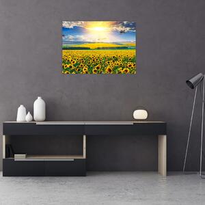 Tablou pe sticlă - Câmp cu floarea soarelui (70x50 cm)
