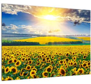 Tablou - Câmp cu floarea soarelui (70x50 cm)