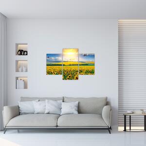 Tablou - Câmp cu floarea soarelui (90x60 cm)