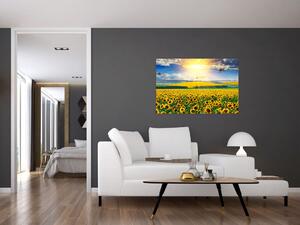 Tablou - Câmp cu floarea soarelui (90x60 cm)