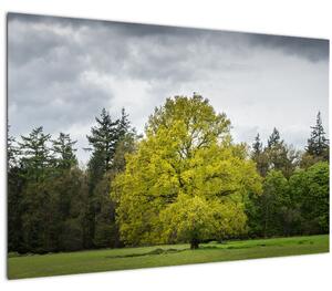 Tablou - Copac verde în câmp (90x60 cm)