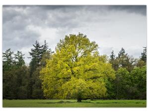 Tablou - Copac verde în câmp (70x50 cm)