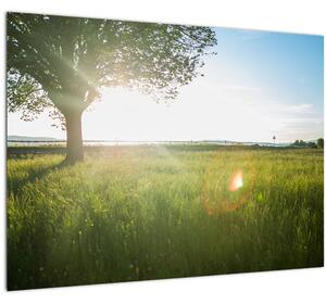 Tablou pe sticlă - Copac în câmp (70x50 cm)