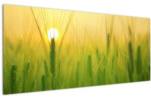 Tablou - Câmp cu cereale (120x50 cm)