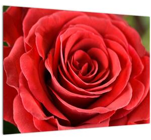 Tablou pe sticlă - Flori de trandafir (70x50 cm)