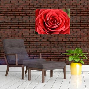 Tablou - Flori de trandafir (70x50 cm)