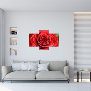Tablou - Flori de trandafir (90x60 cm)