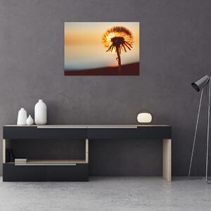 Tablou - Păpădie la apus de soare (70x50 cm)