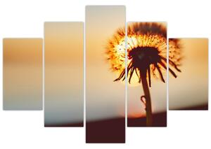 Tablou - Păpădie la apus de soare (150x105 cm)