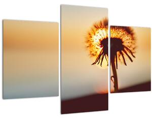 Tablou - Păpădie la apus de soare (90x60 cm)