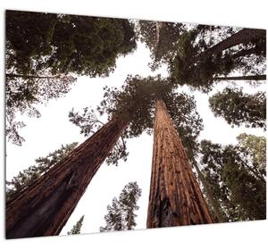 Tablou - Privire prin vârfurile copacilor (70x50 cm)