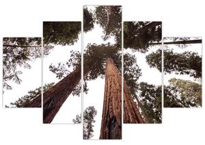 Tablou - Privire prin vârfurile copacilor (150x105 cm)
