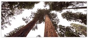 Tablou - Privire prin vârfurile copacilor (120x50 cm)
