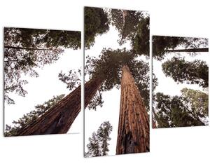 Tablou - Privire prin vârfurile copacilor (90x60 cm)