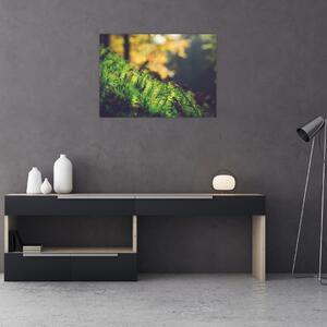Tablou - Ciupercă și muschi (70x50 cm)