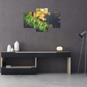 Tablou - Ciupercă și muschi (90x60 cm)
