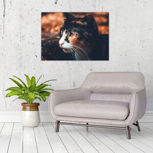 Tablou - Privirea pisicii (70x50 cm)