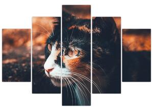 Tablou - Privirea pisicii (150x105 cm)