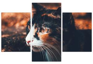 Tablou - Privirea pisicii (90x60 cm)