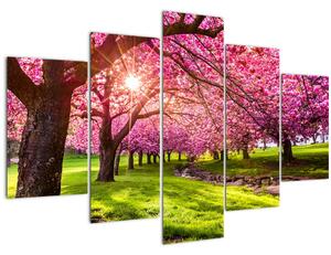 Tablou - Cireși înfloriți, Hurd Park, Dover, New Jersey (150x105 cm)