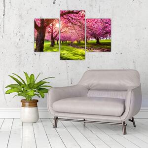 Tablou - Cireși înfloriți, Hurd Park, Dover, New Jersey (90x60 cm)