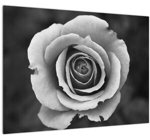 Tablou - Trandafir (70x50 cm)