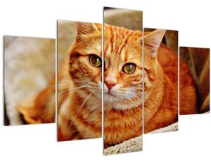 Tablou - Pisica tolenită (150x105 cm)