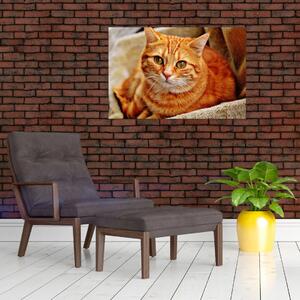 Tablou - Pisica tolenită (90x60 cm)