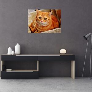 Tablou - Pisica tolenită (70x50 cm)