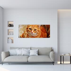 Tablou - Pisica tolenită (120x50 cm)
