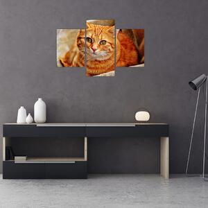 Tablou - Pisica tolenită (90x60 cm)