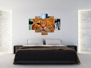 Tablou - Pisica suspicioasă (150x105 cm)