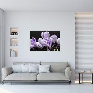 Tablou - Crocus violet (90x60 cm)