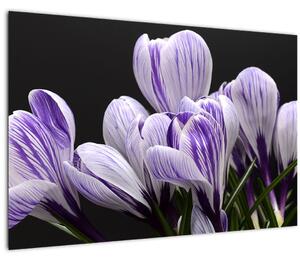 Tablou - Crocus violet (90x60 cm)