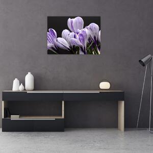 Tablou - Crocus violet (70x50 cm)