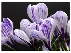 Tablou - Crocus violet (70x50 cm)