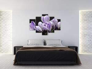 Tablou - Crocus violet (150x105 cm)