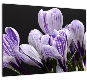 Tablou pe sticlă - Crocus violet (70x50 cm)