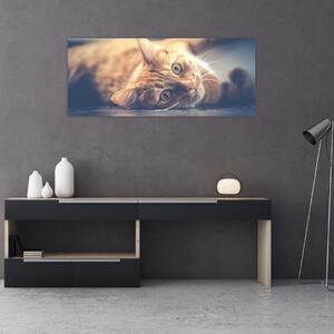 Tablou - Pisici pe podea (120x50 cm)