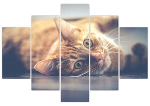 Tablou - Pisici pe podea (150x105 cm)