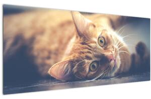 Tablou - Pisici pe podea (120x50 cm)