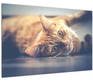 Tablou - Pisici pe podea (90x60 cm)