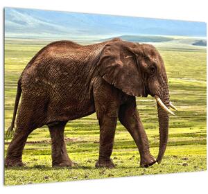 Tablou pe sticlă - Elefantul (70x50 cm)