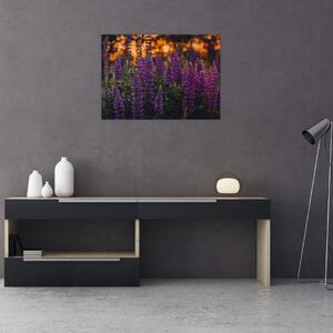 Tablou - Flori de lupin (70x50 cm)